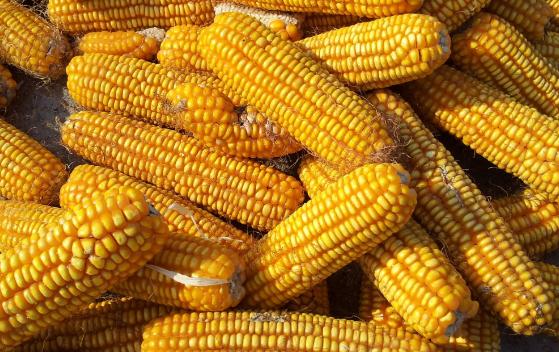 未来玉米价格预测分析:2018年3、4月或是玉米