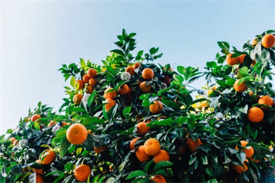 2018年种柑橘赚钱吗?种一亩柑橘能赚多少钱?