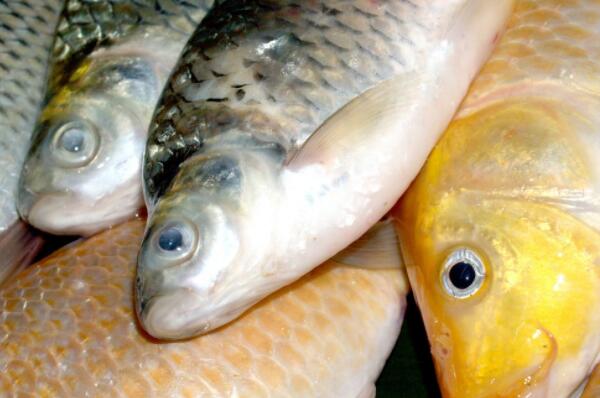 淡水鱼有哪些?养殖前景如何?2018价格行情怎