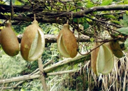 八月瓜(炸)可以人工种植吗?适合哪里种植?201