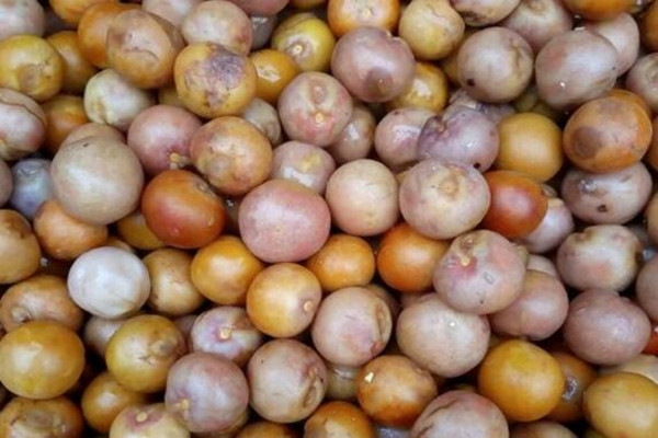 芡实产地在哪里?哪里的最好?营养价值有哪些