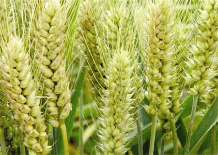 2018年小麦价格预测:小麦多少钱一斤?(附小麦
