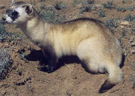 一只雪貂大概要多少钱?雪貂好养吗?2018年雪