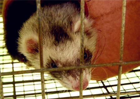 一只雪貂大概要多少钱?雪貂好养吗?2018年雪