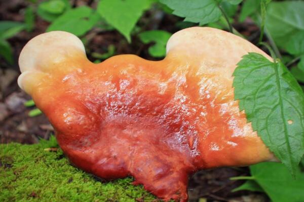 野灵芝的价格多少钱一斤?怎么吃?有什么功效