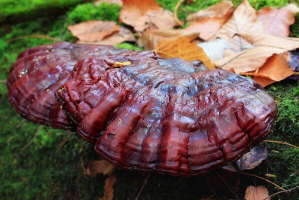 野灵芝的价格多少钱一斤?怎么吃?有什么功效