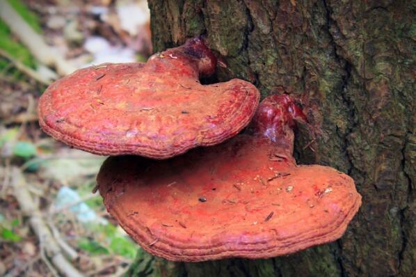 野灵芝的价格多少钱一斤?怎么吃?有什么功效