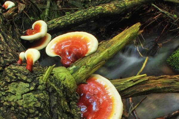 野灵芝的价格多少钱一斤?怎么吃?有什么功效