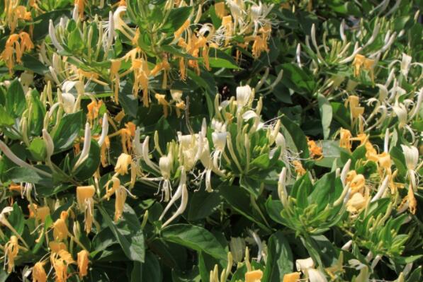 金银花通常亩产量是多少?2018种植赚钱吗?前