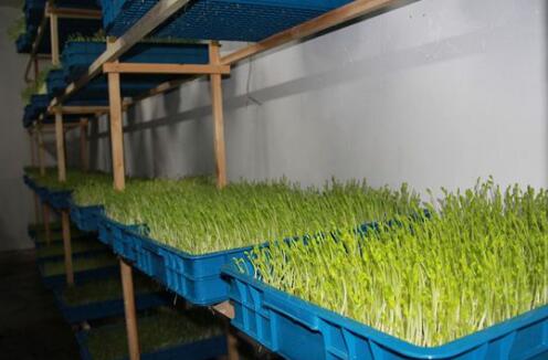 种植芽苗菜的市场前景如何?怎么打销路?一亩