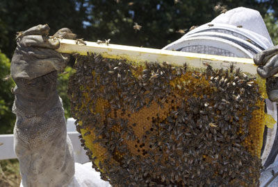 2018年养蜜蜂赚钱吗?一箱蜜蜂一年大约能赚多
