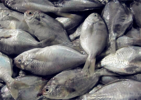 鲳鱼价格多少钱一斤?2018年鲳鱼价格最新行情