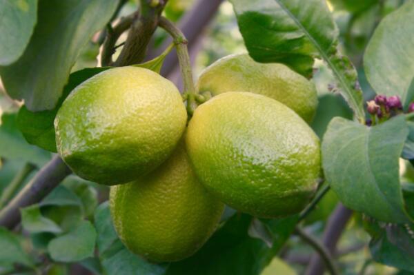 四季柠檬树苗价格多少钱一棵?种植方法有哪些