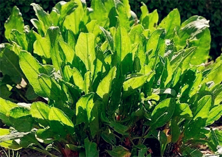 2018年农民种植野菜能不能赚钱?种植前景如何