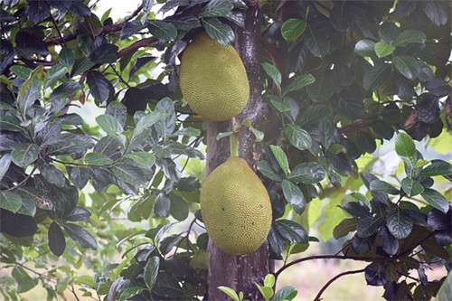 红肉菠萝蜜是转基因水果吗?最新价多少钱一斤