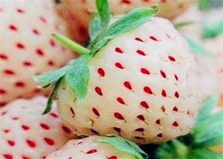 2018年白草莓价格多少钱一斤?白草莓苗哪里有