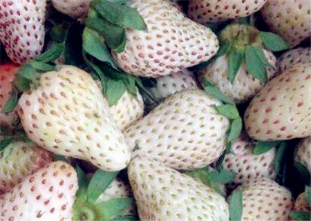 2018年白草莓价格多少钱一斤?白草莓苗哪里有