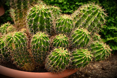 哪些植物喜欢生长在碱性土壤中?