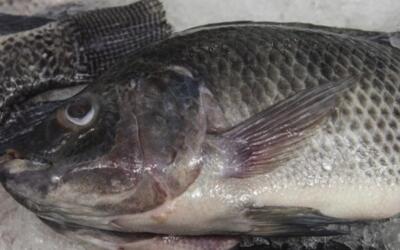 2018年鲳鱼苗价格多少钱一尾?如何养殖?