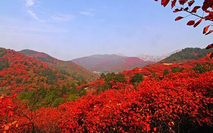 北京香山的枫叶什么时候变红?几月份是观赏的