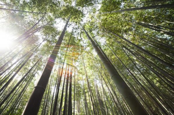 禾本科竹子种类有哪些?加工成什么最挣钱?深