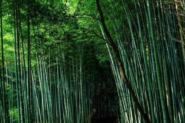 禾本科竹子种类有哪些?加工成什么最挣钱?深