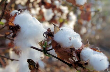2018棉花补贴政策出台了吗?每亩补贴多少钱?