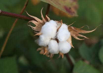 2018棉花补贴政策出台了吗?每亩补贴多少钱?