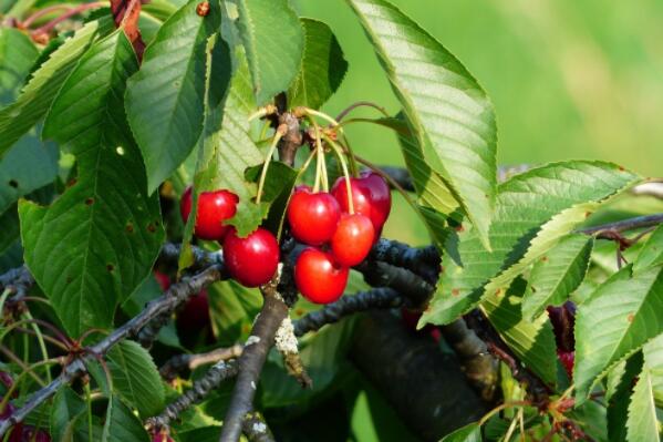 5年樱桃树苗价格多少钱一棵?什么品种好?亩产