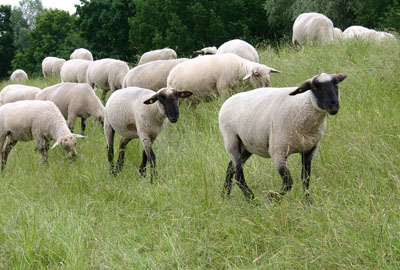 2018年农村养羊有补贴吗?补贴多少?(附申请流
