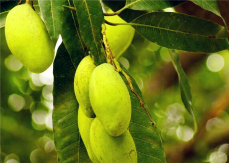 芒果什么季节吃最好?几月份成熟?什么品种最