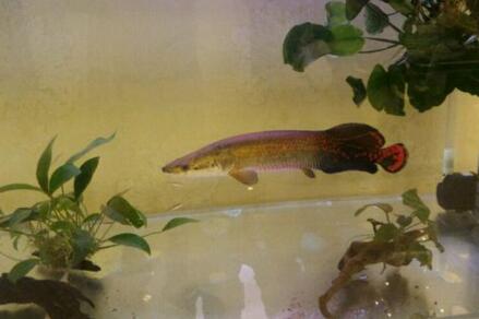 淡水鱼巨骨舌鱼价格多少钱一条?适合养殖的