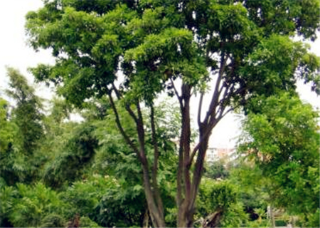 人参果树几年开花结果?亩产多少公斤?家庭如