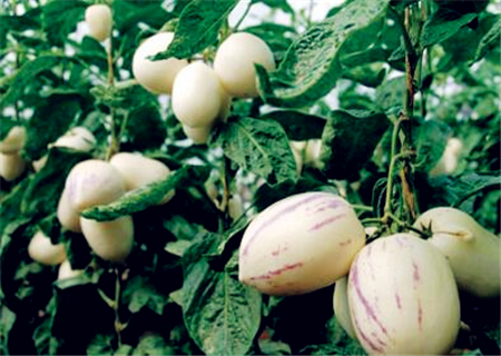 人参果树几年开花结果?亩产多少公斤?家庭如