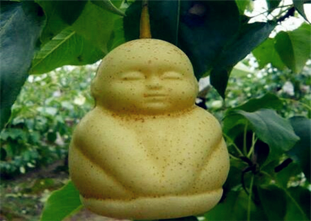 人参果树几年开花结果?亩产多少公斤?家庭如