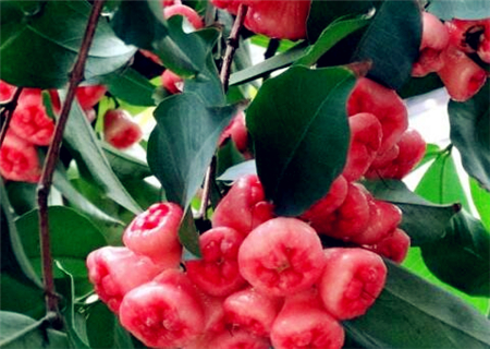 水果莲雾(洋蒲桃)2018卖多少钱一斤?种植几年