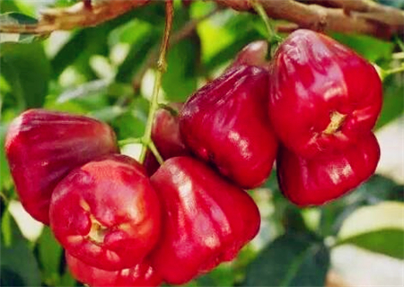 水果莲雾(洋蒲桃)2018卖多少钱一斤?种植几年