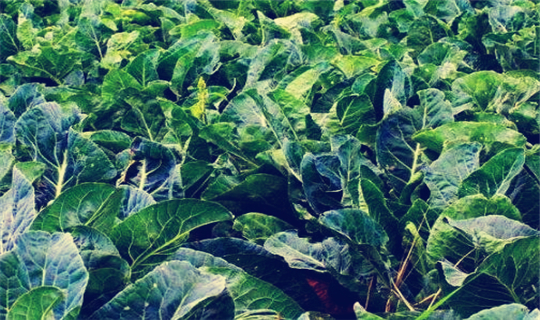 2018年农业保险赔偿标准是多少?索赔时需要哪