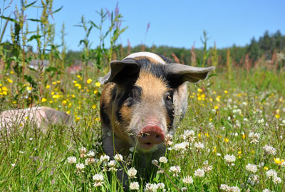 在农村创办一个养猪场需要什么条件?养多少才