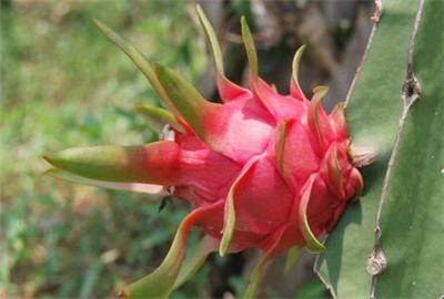 火龙果什么时候开花结果?种植一百亩一年净利