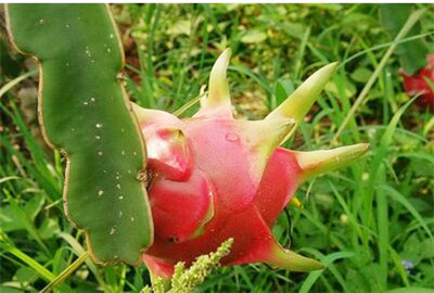 2018年火龙果多少钱一斤?种植前景如何?