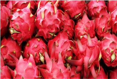 2018年火龙果多少钱一斤?种植前景如何?