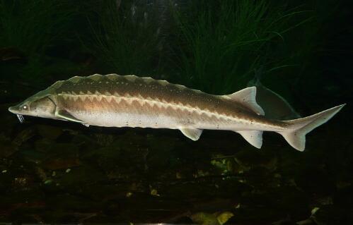 鲟鱼鱼子酱多少钱一斤?怎么吃才正确?取完鱼