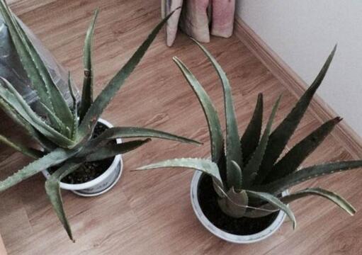 市面上库拉索芦荟价格多少钱一株?什么时候开