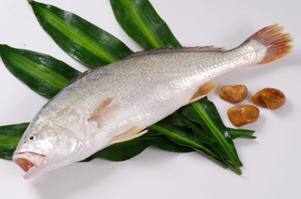 白花鱼与黄花鱼的区别是什么?价格多少钱一斤