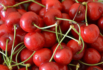 早春第一果樱桃核(籽)能种盆栽吗?种多久会发