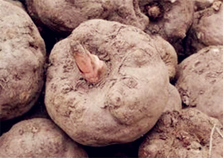 2018年魔芋市场价格多少钱一斤?什么时间种植