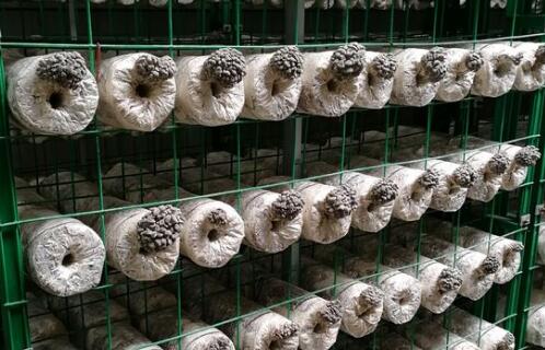 食用菌平菇多少钱一斤?种平菇赚钱吗?种植成