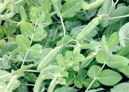 2018年豌豆价格最新行情:市场价多少一斤?