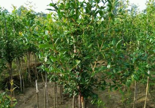 落叶灌木石榴树一般几年开花结果?栽培技术有